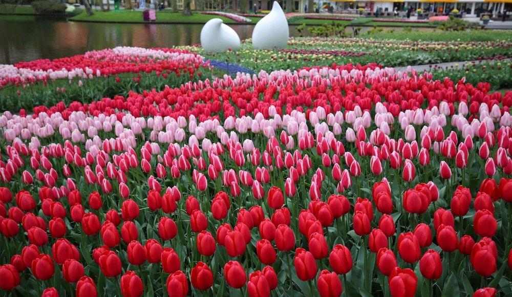 High class escort Elise from The Netherlands