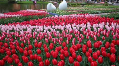 Suggesties voor tourisme in Rotterdam en Amsterdam